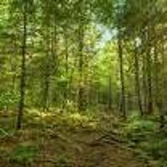 Wonderful Sounds Of Nature - Music By Brian Eno First Light