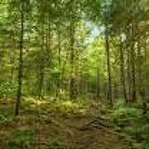 Wonderful Sounds Of Nature - Music By Brian Eno First Light