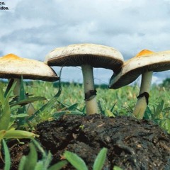 Hallucinogenic fungi more reliable than people