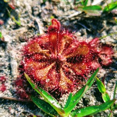 Femme Fatale (Velvet Underground)