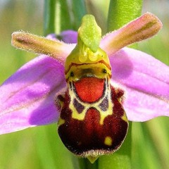 James Dymond - How Can I