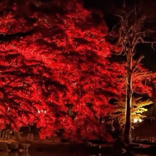 Autumn Night