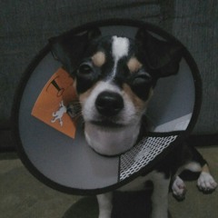 Perfect by Ed Sheeran (Cover)