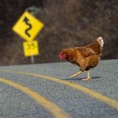 ¿Porqué la Gallina cruzó la calle?