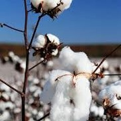 Cottonfield Back Home