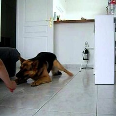 SaDL3ss freestyl du jour -kon chien yo vé ou rampé