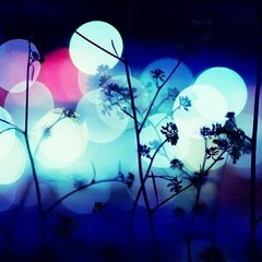 Night Flowers
