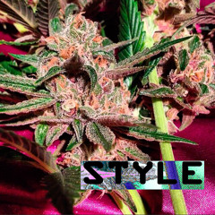 Relaxberg x RXfedo$ | Mitoopito Recordz - STYLE