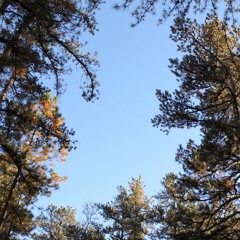 Dream Talk First 5 Live