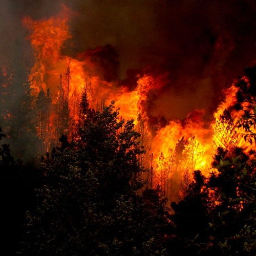 Nature's Phoenix: Fire As Medicine | Chad Hanson and Frank Kanawha Lake