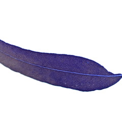 True Faith (Solarised Version) (New Order cover)