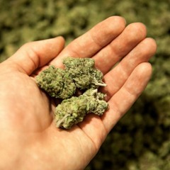 10 Steps to Legally Grow Your Own Marijuana