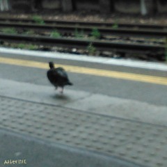 AFTER LIFE ft. exhausted (prod. nedarb)