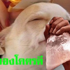 Anna Lesko - Ia-ma (L4RM )ลำซิ่งแตร์วง