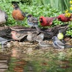 Bhig Bhozy - Birds By The Pond