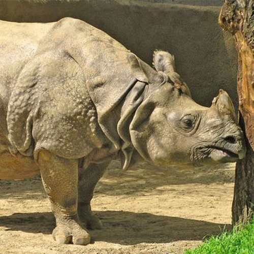 животное похожее на носорога. непарнокопытные носорог. животные африки носорог. сан диего зоопарк носороги. ноги носорога.