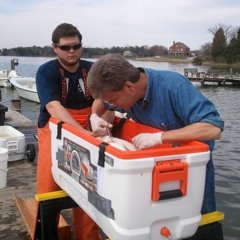 Flight of the rockfish: What migration taught us about Maryland's state fish