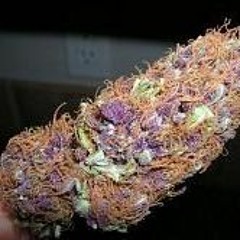 Puffin On The Purp
