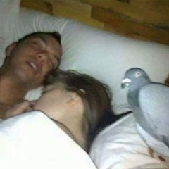 flock