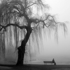 A Weeping Willows