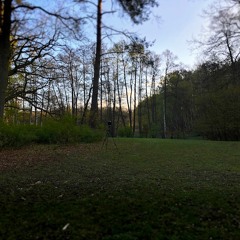 Atmo - Morgenstimmung / Dawn Chorus Müritz Nationalpark (Binaural Stereo)