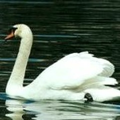 Purity ~Holy Swan - Guided Meditation - Brahma Kumaris