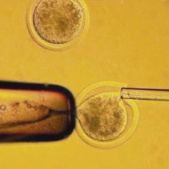 Oort – Partenogeneesi