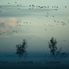 Menual - Floverdance