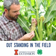 Of Fields and Stink Bugs