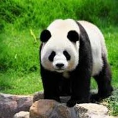 Desiigner - Panda (DR3WFRONOZ HardTrap Remix)