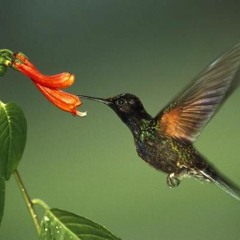 El Coliflor ( El colibri en la Flor) FREE DOWNLOAD