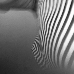 DoDaDo DaDooDoo Cycle001