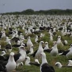 A FLOCK OF ALBATROSSES