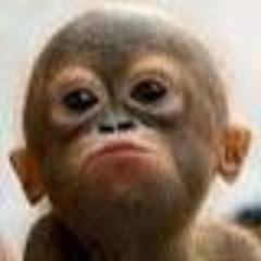 I Wanna Be Like You (the monkey song)