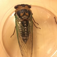 Grand Western Flood Plain Cicada