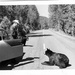 WIRED NIGHTS (Rough)