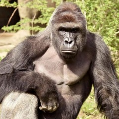 Mixtape(D rose remix)