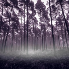 Empuls | Into The Woods