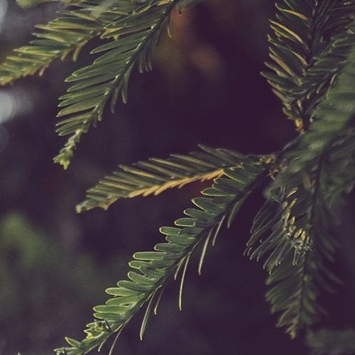 D e m o _ The T a d p o l e s . . .