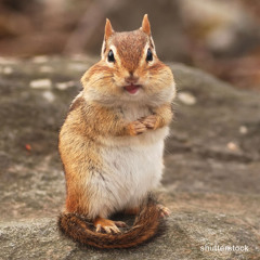 Chipmunk Hawk Alarm Call