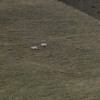 Ge2kvhh1c6bp - 073029092017 - Sheep