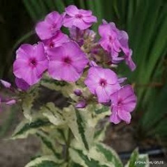 Trish's Song (Untitled)