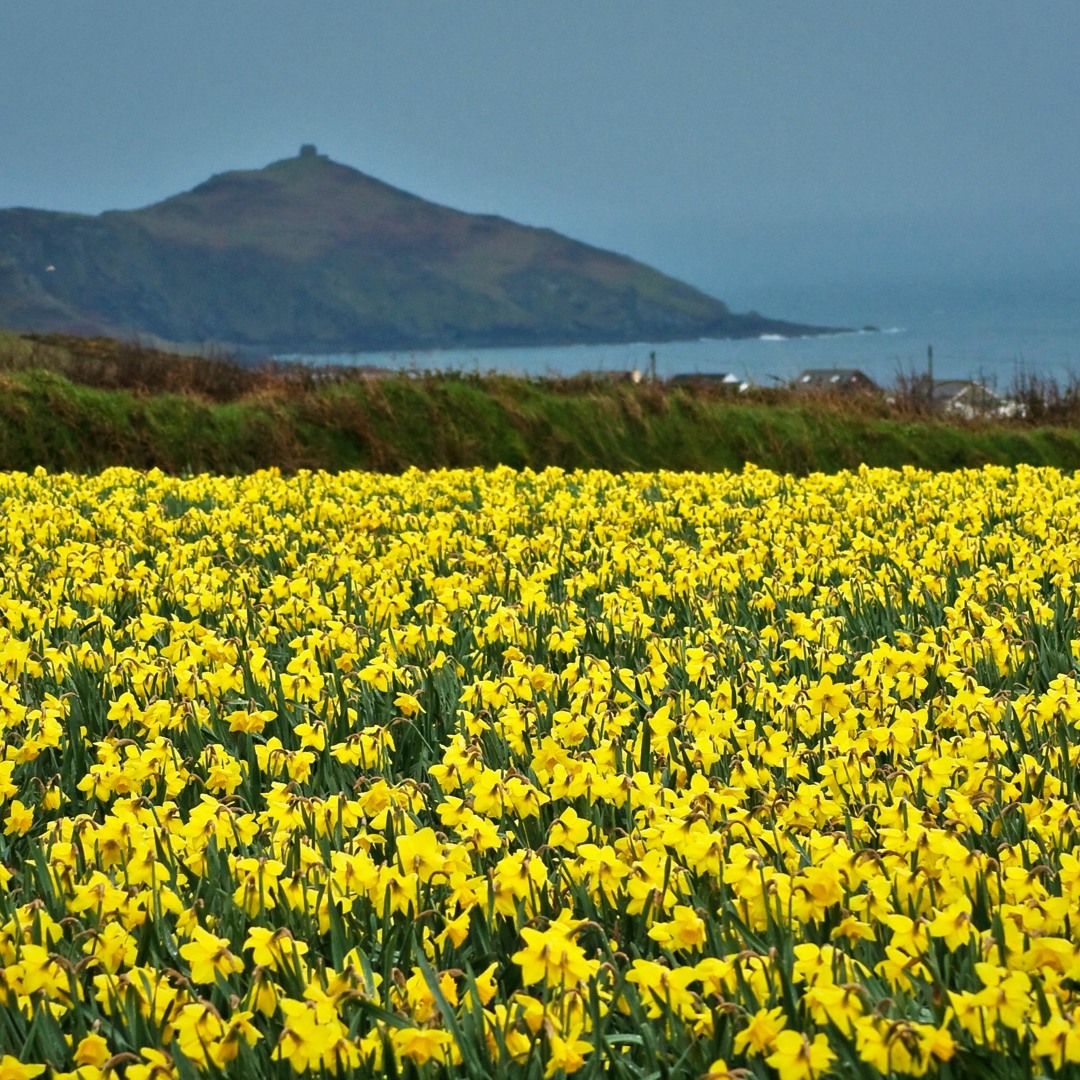 Daffodils Poem Summary