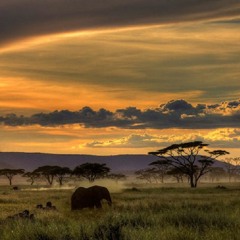 Electro - African by DBL & Elephant