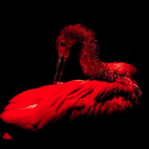 Seïnart - Exhausted (Original mix)