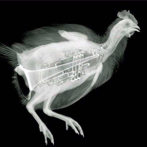 Chickensh1t