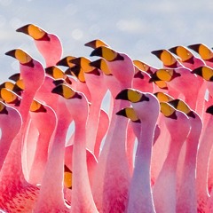 Flamingos Everywhere