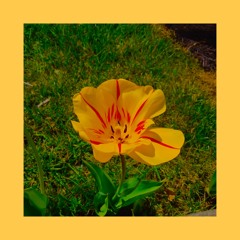 NeuRoses 2.0 (Daniel Caesar Remake)