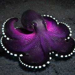 Purple Octopus (no master)