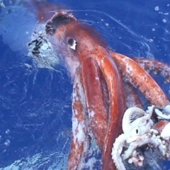 squid - niobe poitier